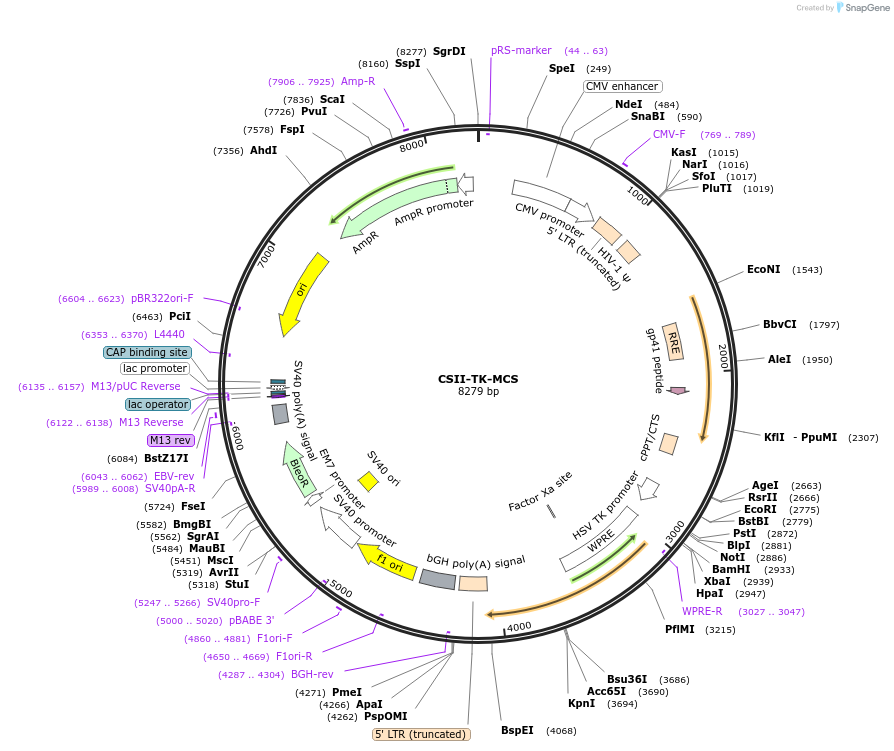 203597-plasmid-map-sequence-id-409604