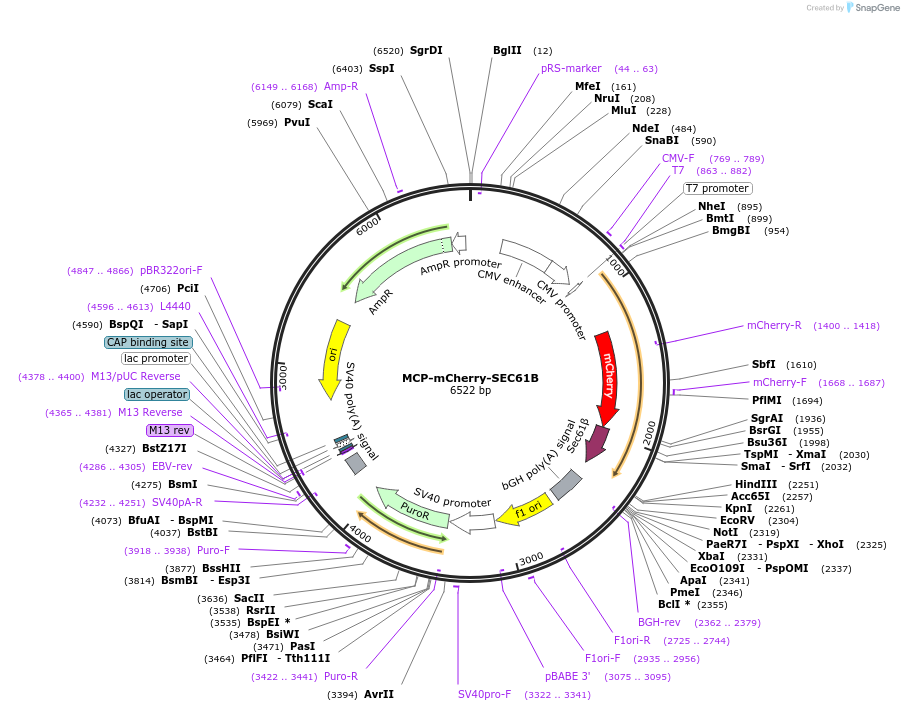 207671-plasmid-map-sequence-id-409605