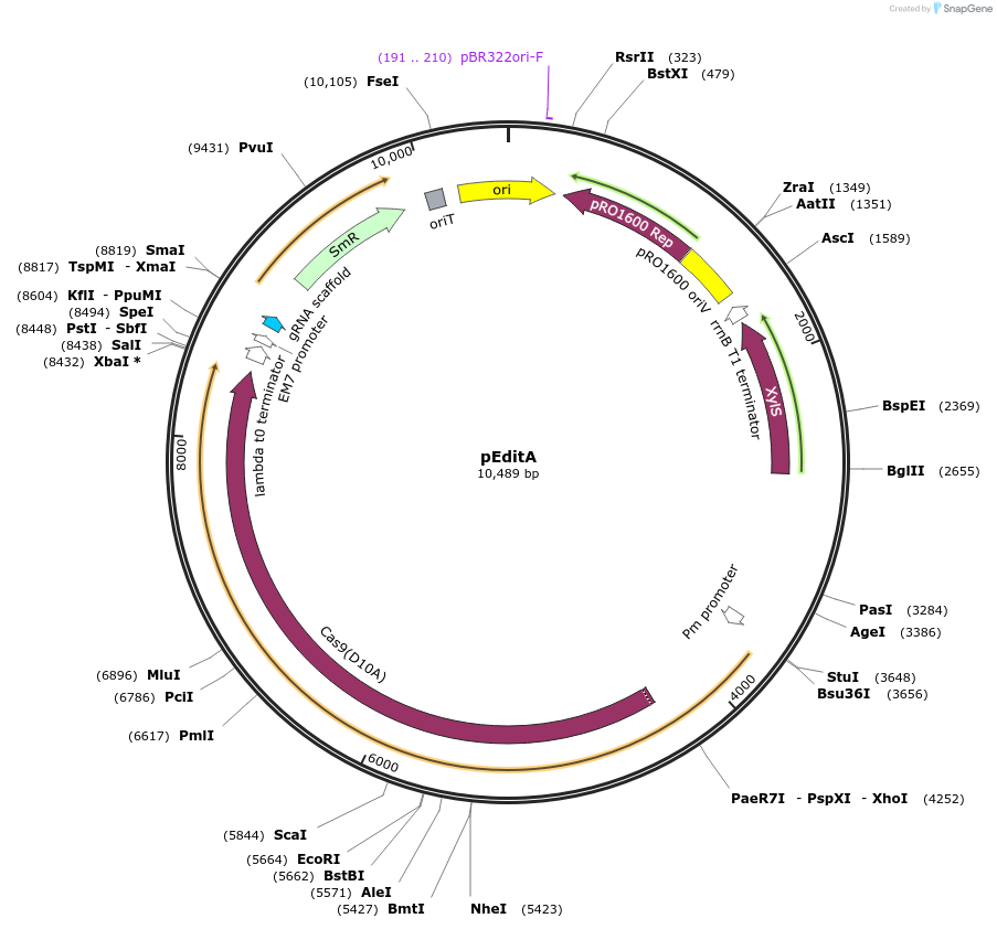 207531-plasmid-map-sequence-id-409606