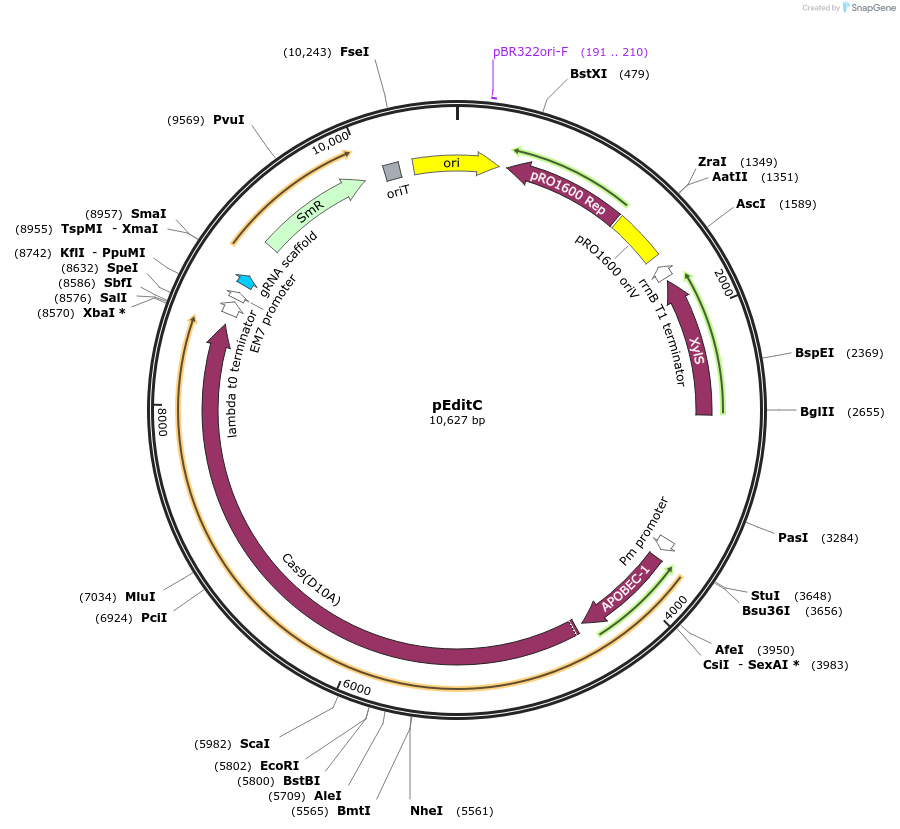 207532-plasmid-map-sequence-id-409609