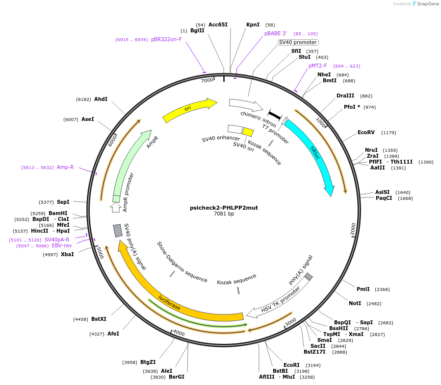 203606-plasmid-map-sequence-id-409614