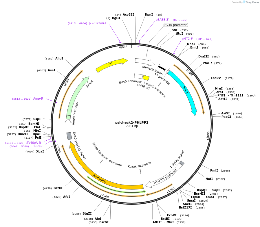 203605-plasmid-map-sequence-id-409619