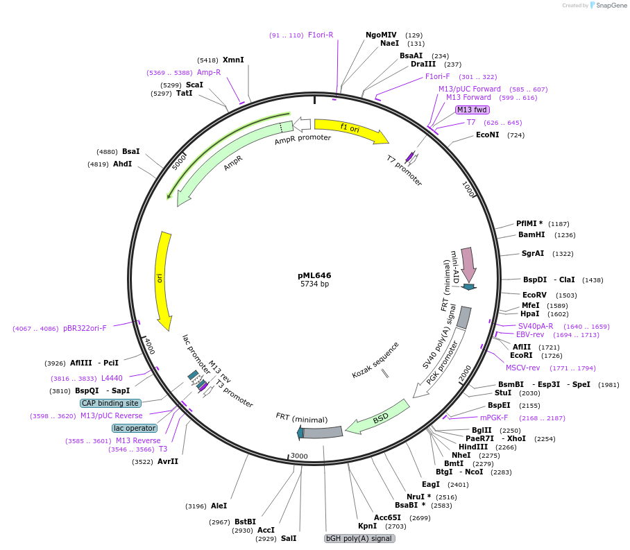 206999-plasmid-map-sequence-id-409725