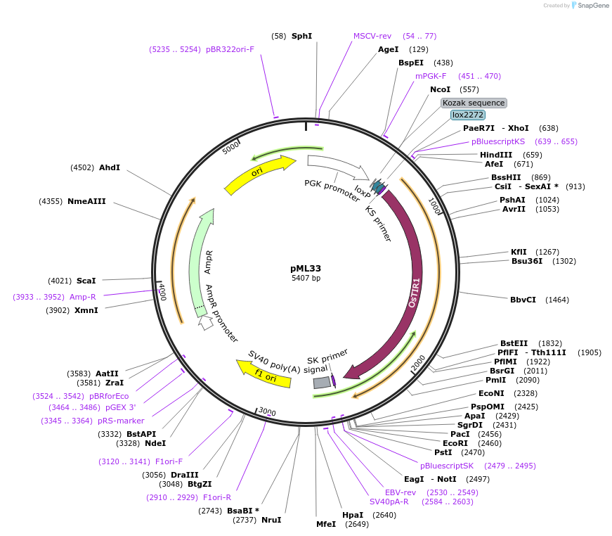 206996-plasmid-map-sequence-id-409726