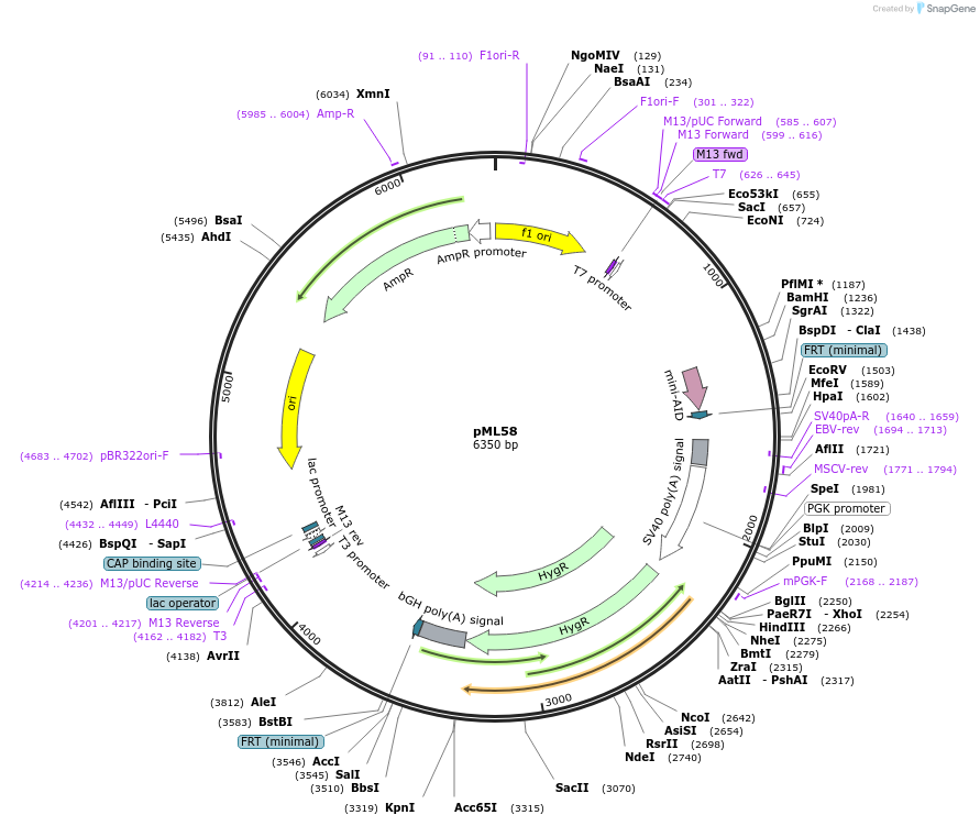 206997-plasmid-map-sequence-id-409728
