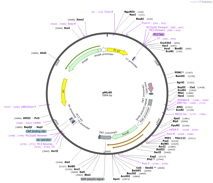 206998-plasmid-map-sequence-id-409729