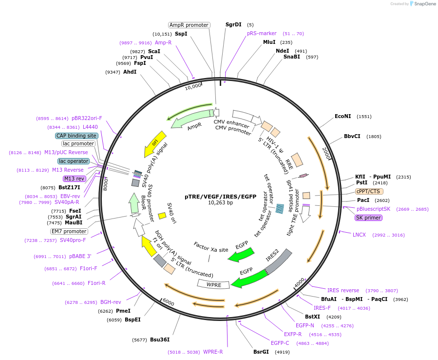 206211-plasmid-map-sequence-id-409732