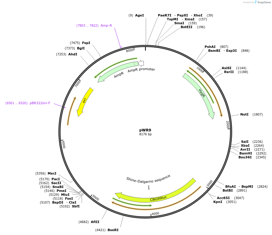 202645-plasmid-map-sequence-id-409735