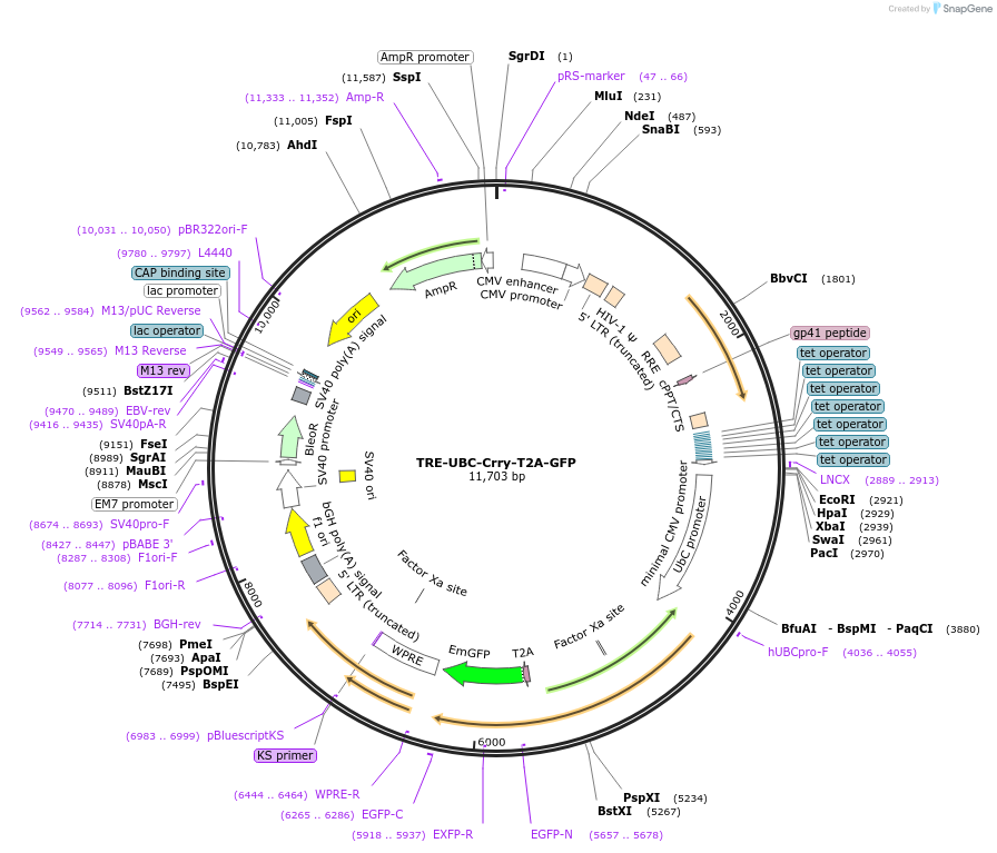 205452-plasmid-map-sequence-id-409739