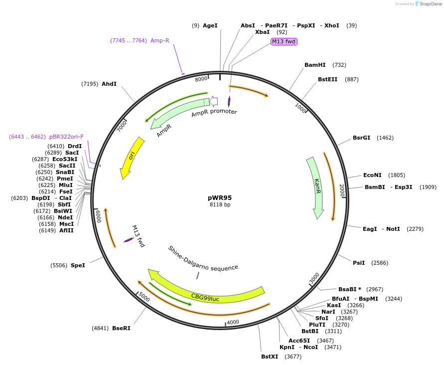 203916-plasmid-map-sequence-id-409748