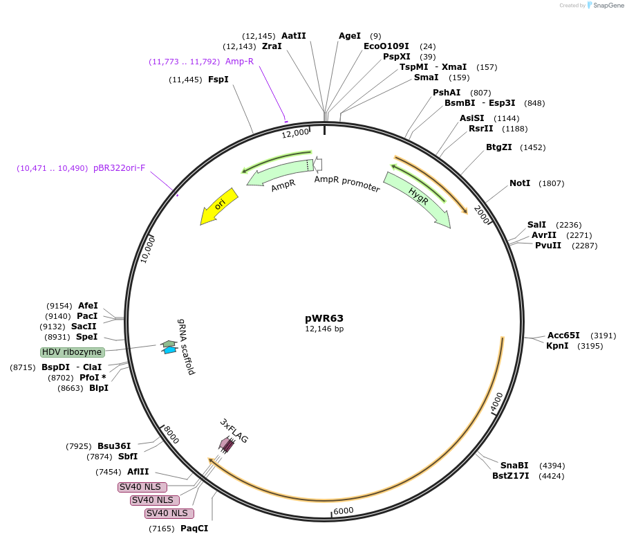 203331-plasmid-map-sequence-id-409751