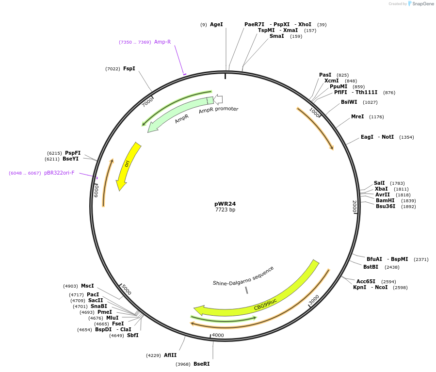 202771-plasmid-map-sequence-id-409762