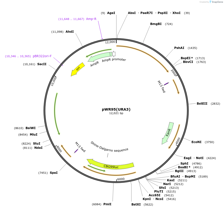 203917-plasmid-map-sequence-id-409773