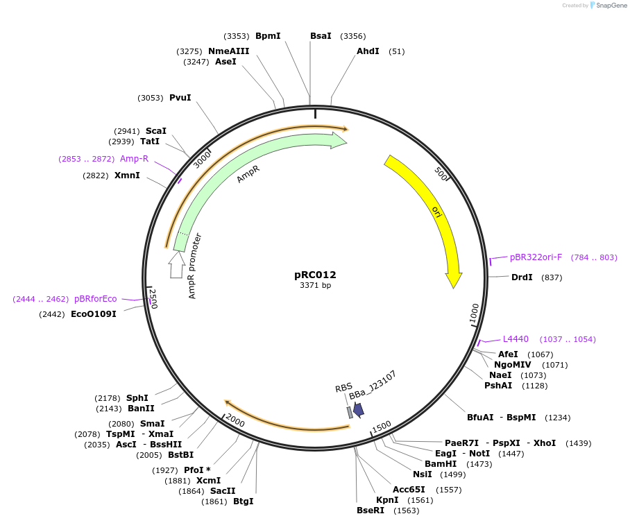206795-plasmid-map-sequence-id-409778