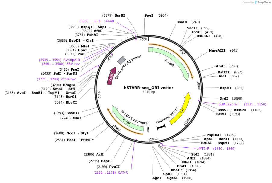 99296-plasmid-map-sequence-id-409779