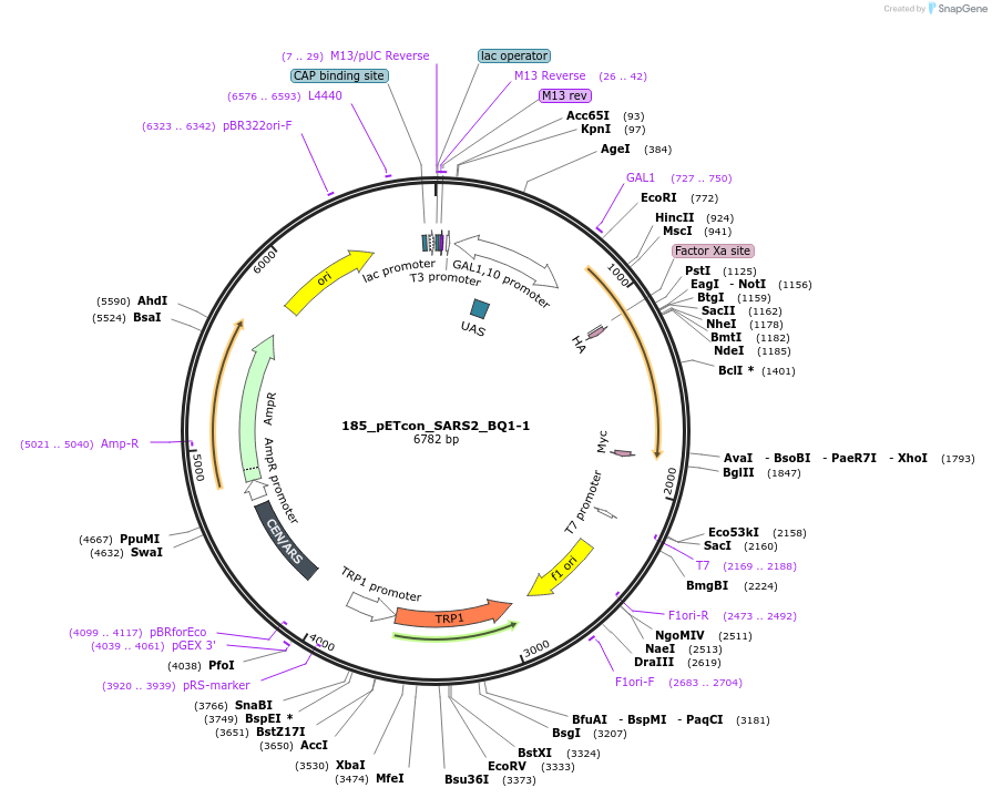 208085-plasmid-map-sequence-id-409784
