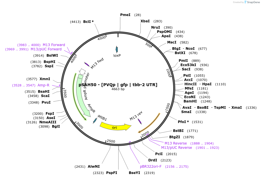 200326-plasmid-map-sequence-id-409787