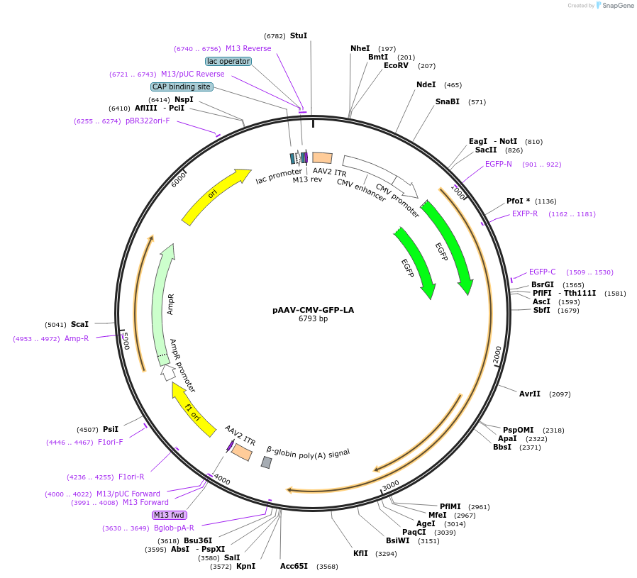 206197-plasmid-map-sequence-id-409789