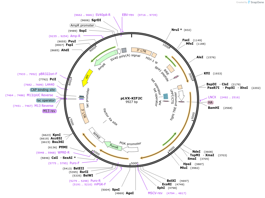 205996-plasmid-map-sequence-id-409791