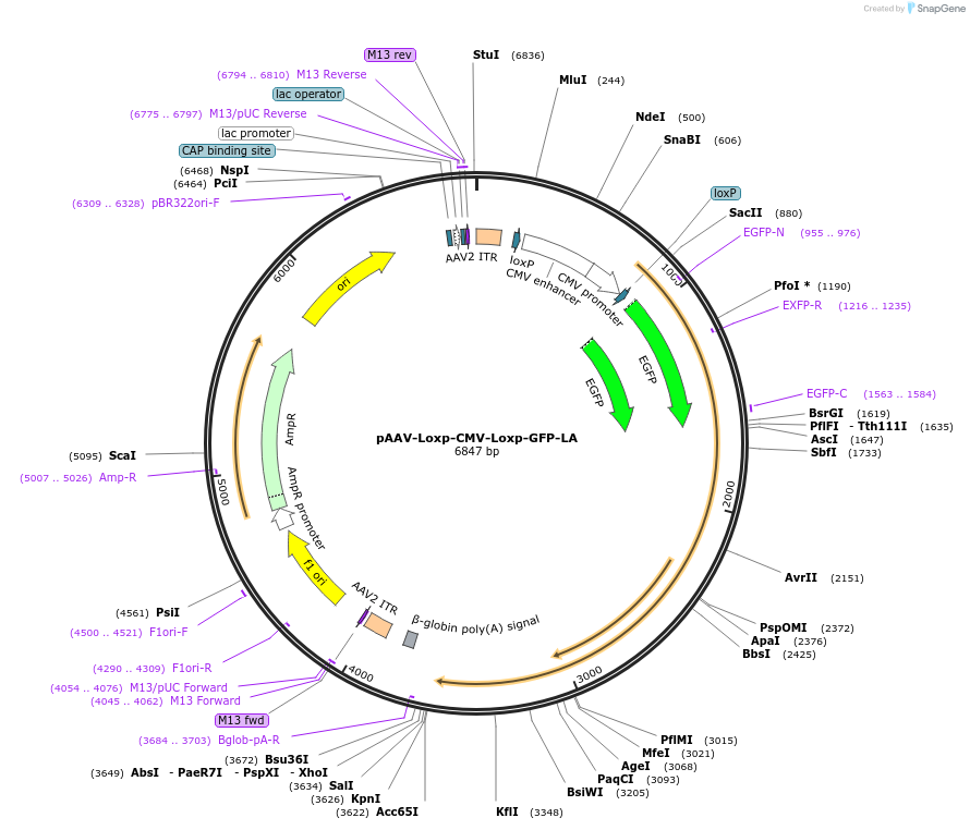 206199-plasmid-map-sequence-id-409795