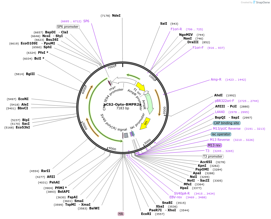 207616-plasmid-map-sequence-id-409798