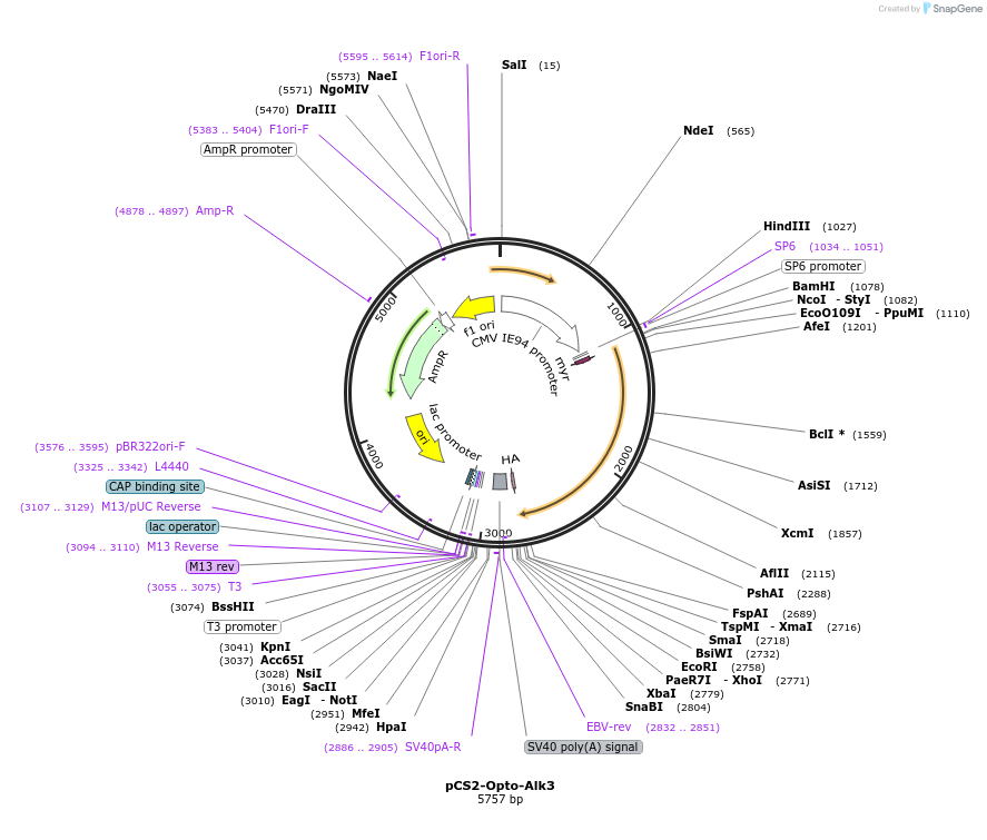 207614-plasmid-map-sequence-id-409800