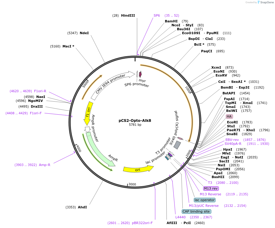 207615-plasmid-map-sequence-id-409801