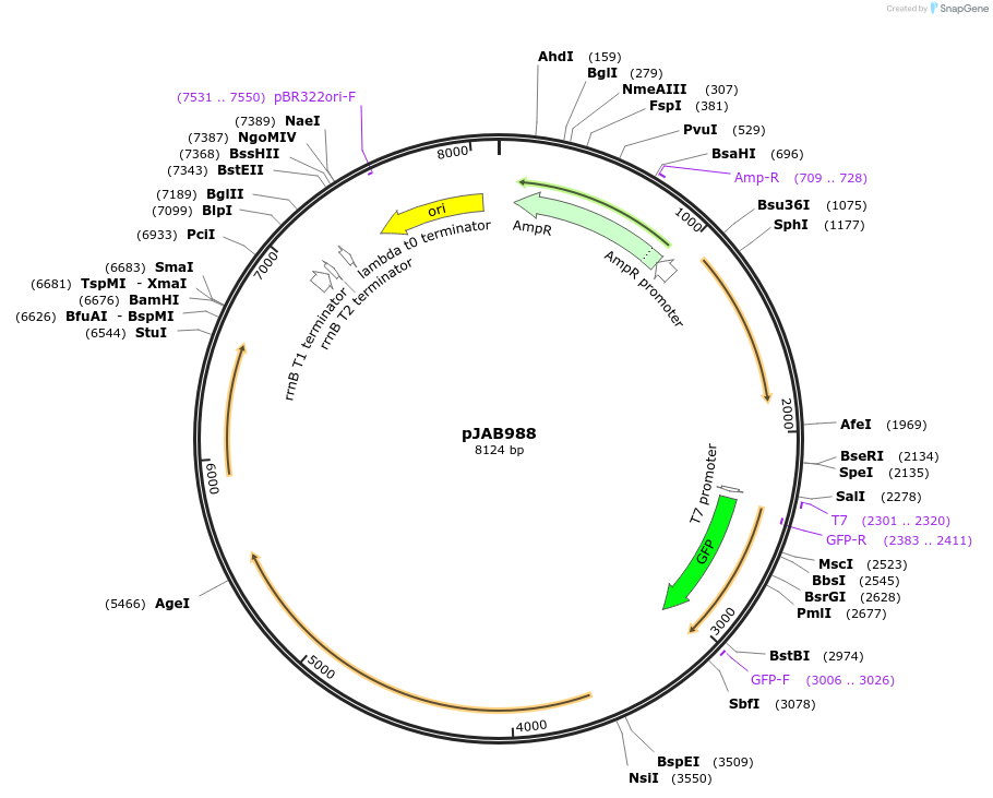 133920-plasmid-map-sequence-id-409802