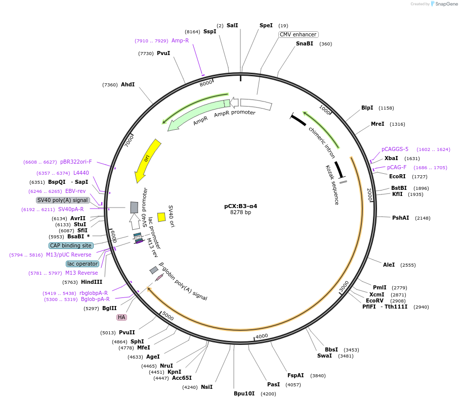 208516-plasmid-map-sequence-id-409830