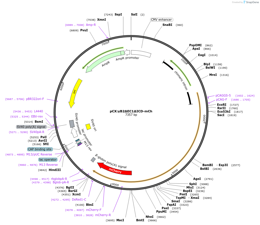 208521-plasmid-map-sequence-id-409836