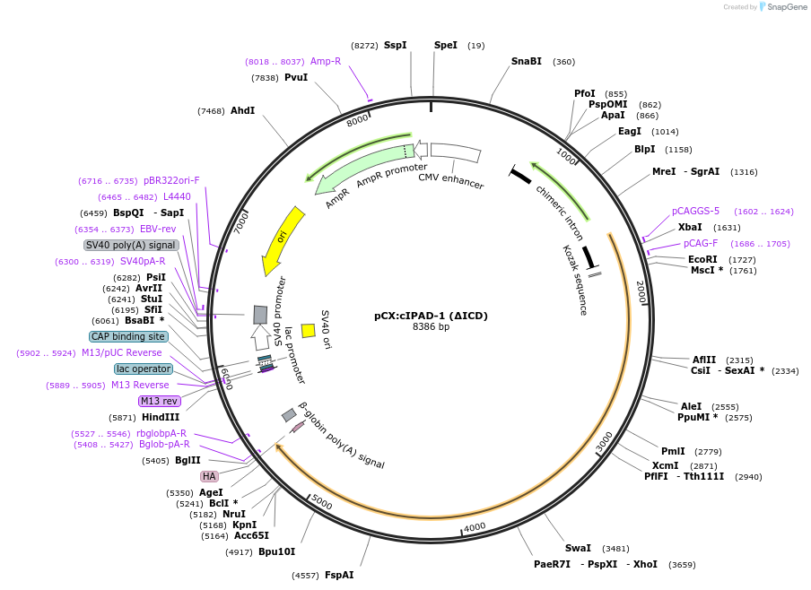 208517-plasmid-map-sequence-id-409841