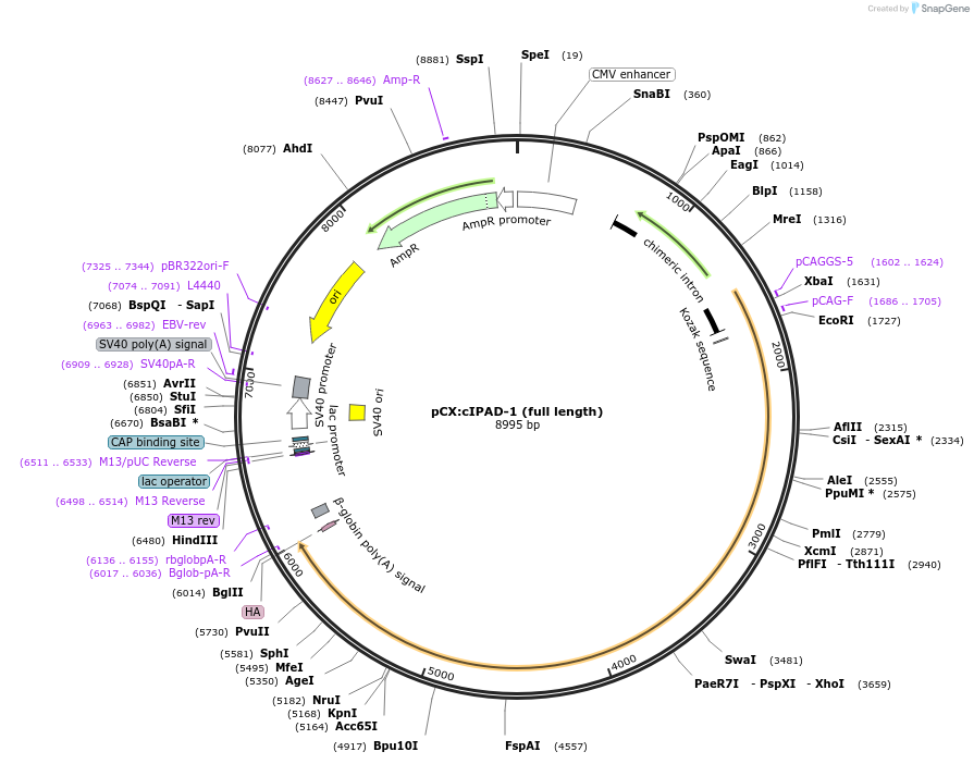 208519-plasmid-map-sequence-id-409844