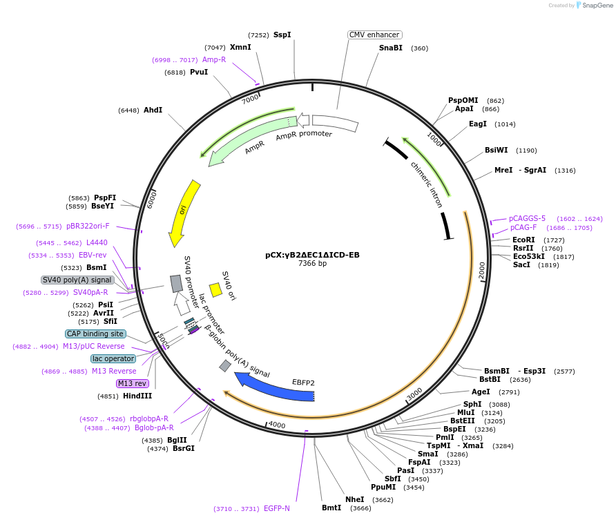 208522-plasmid-map-sequence-id-409845