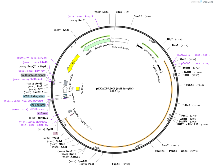 208520-plasmid-map-sequence-id-409847