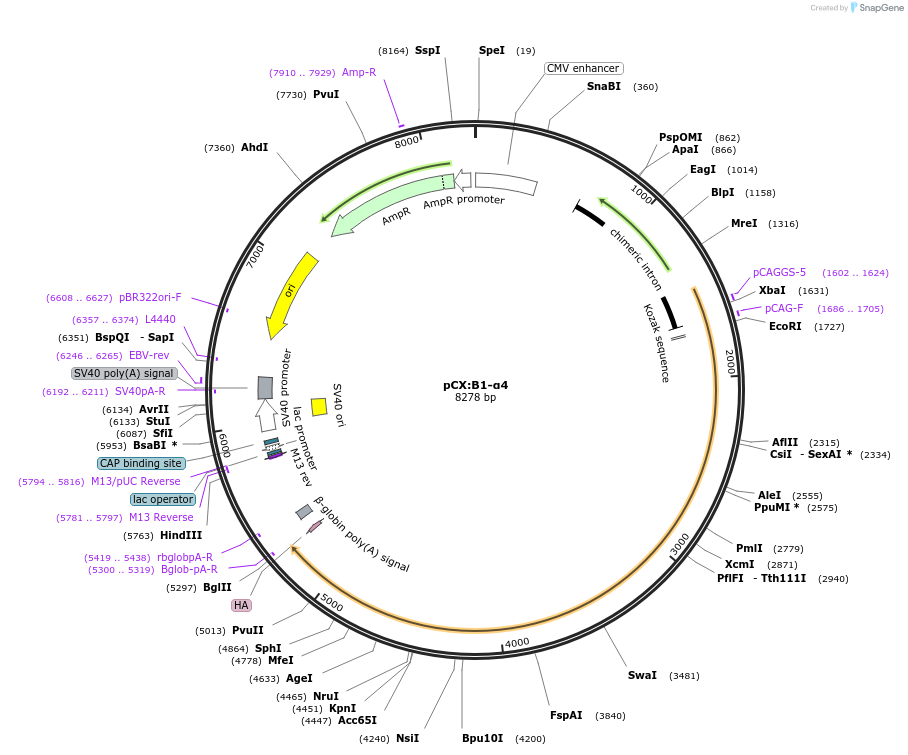 208515-plasmid-map-sequence-id-409848