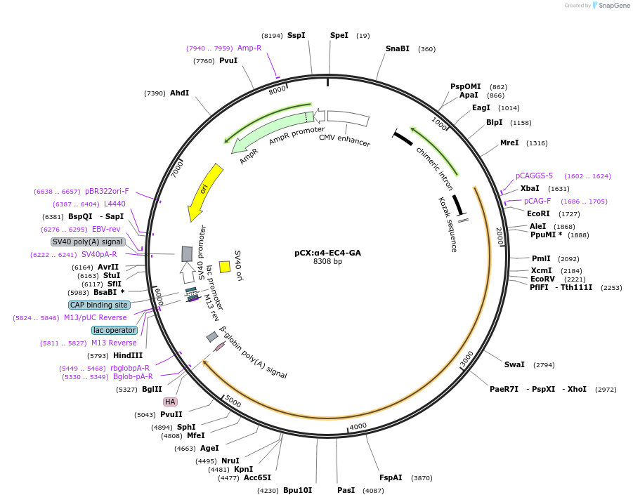 208514-plasmid-map-sequence-id-409849