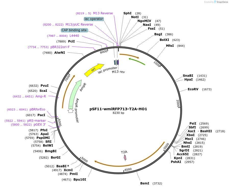 197246-plasmid-map-sequence-id-409855