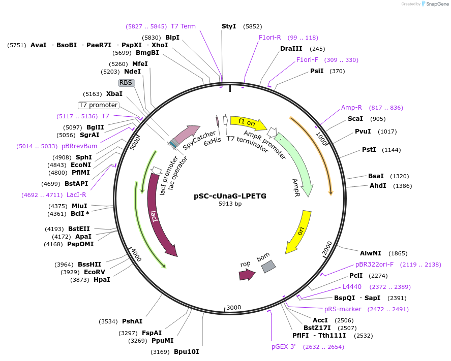 207635-plasmid-map-sequence-id-409865
