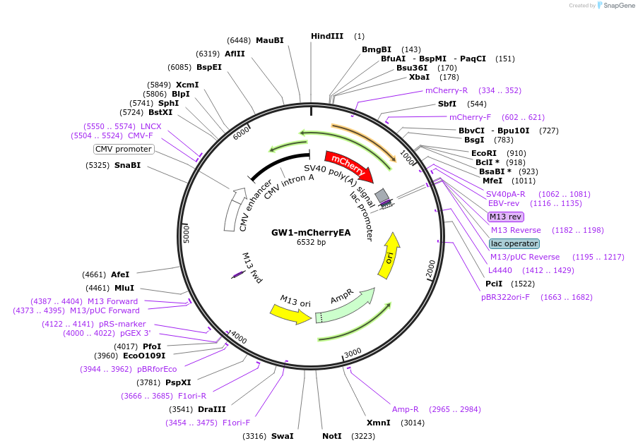 207867-plasmid-map-sequence-id-409877