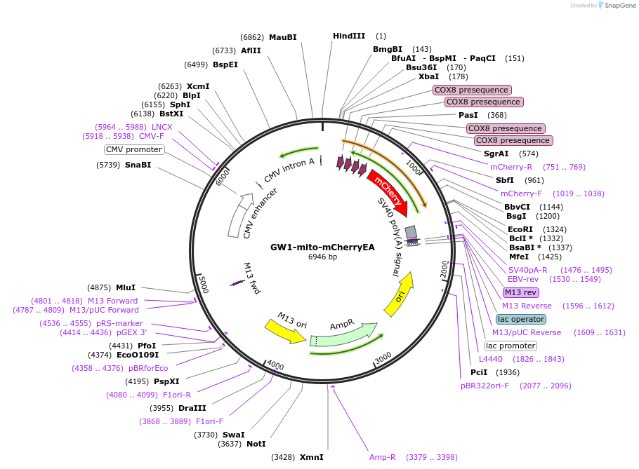 207868-plasmid-map-sequence-id-409878