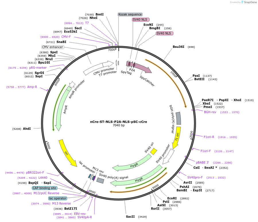 207638-plasmid-map-sequence-id-409880
