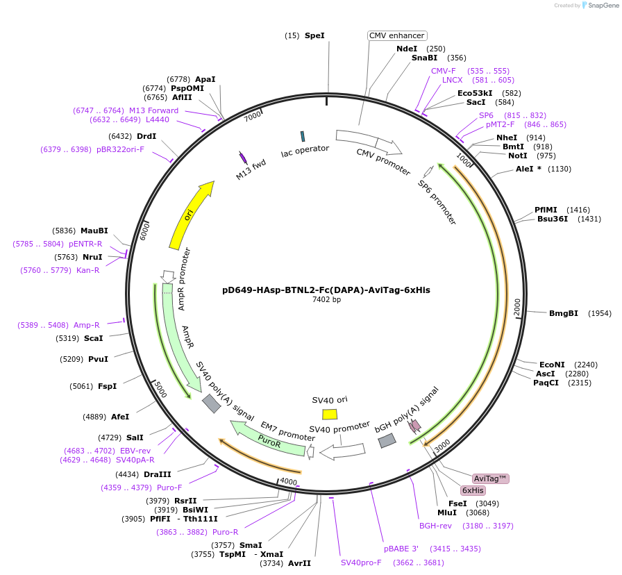 156857-plasmid-map-sequence-id-409884