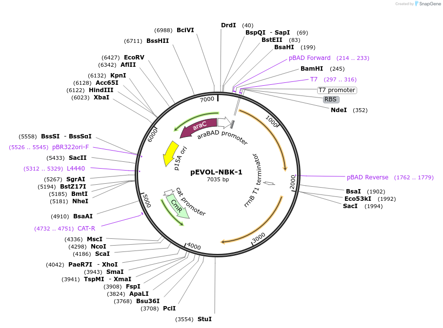 207639-plasmid-map-sequence-id-409890