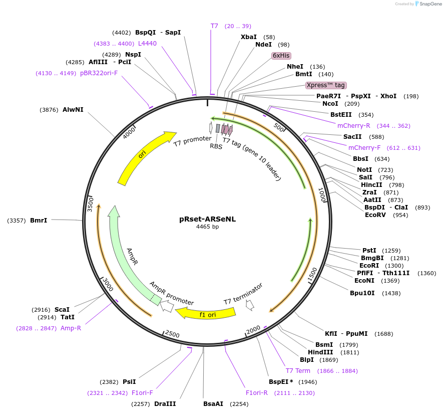 207872-plasmid-map-sequence-id-409917