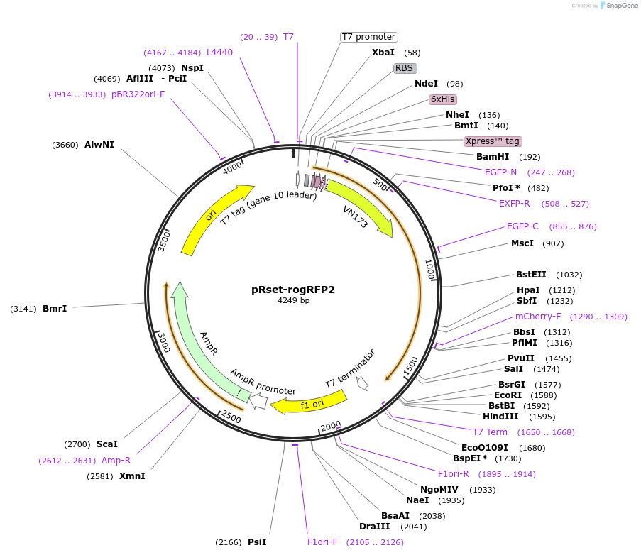 207875-plasmid-map-sequence-id-409924