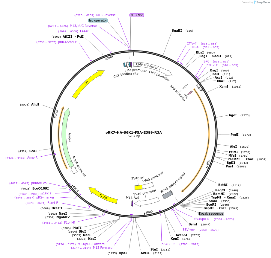 8991-plasmid-map-sequence-id-409931