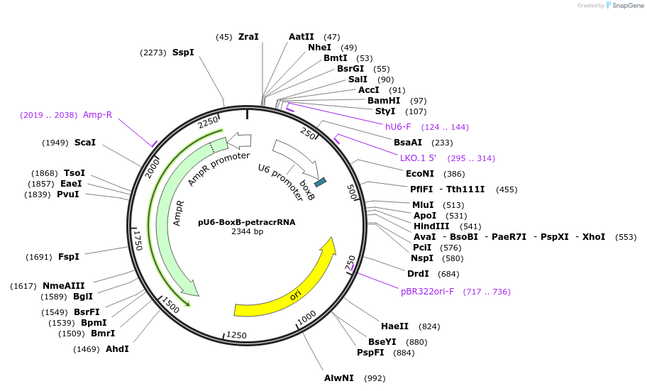 207625-plasmid-map-sequence-id-409941