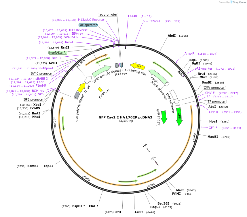 206056-plasmid-map-sequence-id-409942