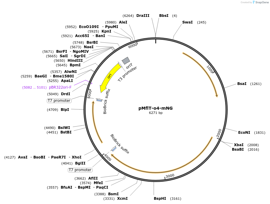 201855-plasmid-map-sequence-id-409945