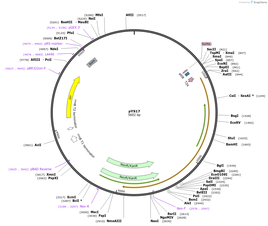 202083-plasmid-map-sequence-id-409950